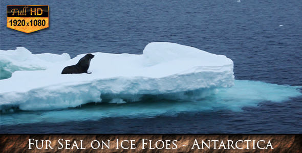 Fur Seal on Ice Floes Antarctica