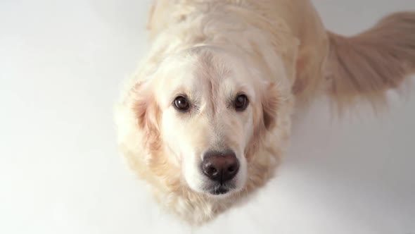Portrait of a Beautiful Golden Retriever on White Background