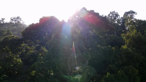 Aerial sun beam over the green plant alt