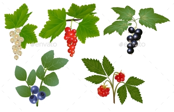 Set of Berries - Food Objects