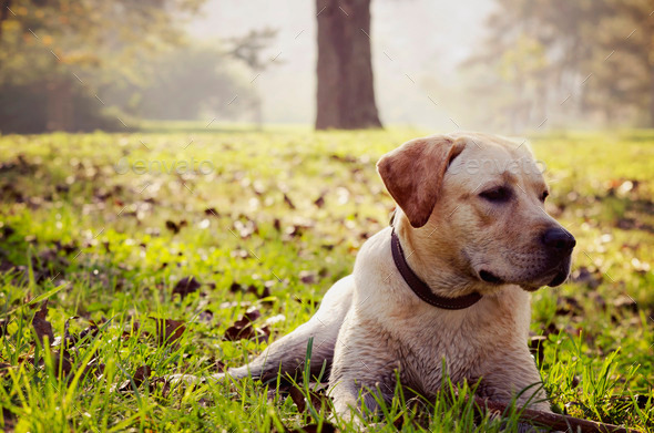 Dog in the park - Stock Photo - Images