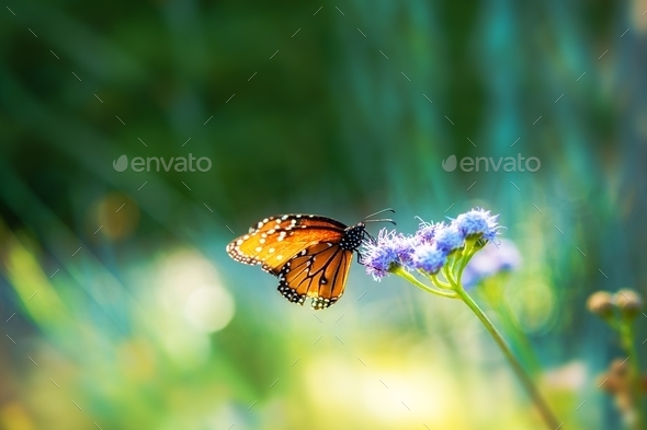 Summer Meadow Butterfly - Stock Photo - Images