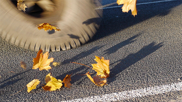 Cars Driving On Autumn Leaves 1