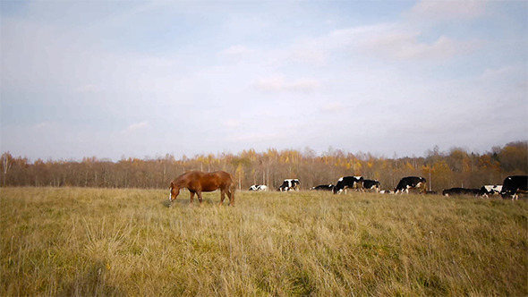 Cow Autumn Landscape