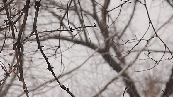 Cinematic Natural Snow