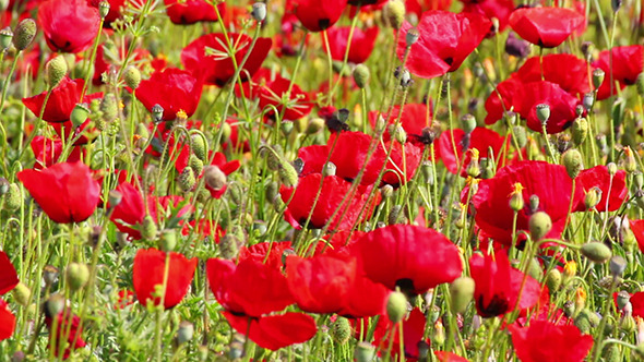 Red Poppy Flowers, Stock Footage | VideoHive