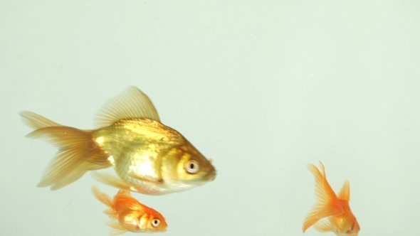 Goldfish Swimming, Eating alt