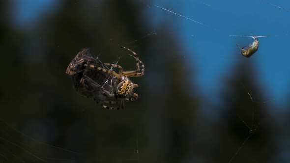 A Spider Weaves Its Prey Into a Cocoon on a Blurred Green Background alt