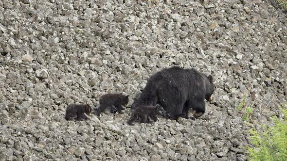 Mother black bear leading her cubs across rocky hillside in the wild alt