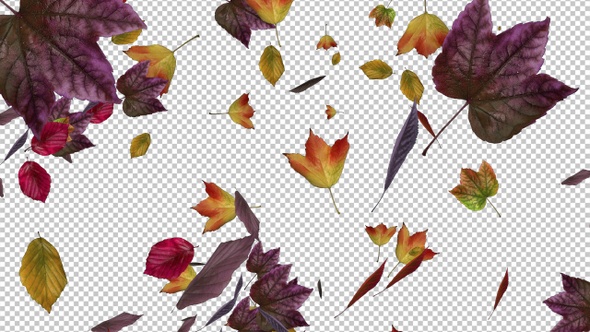 Fall Leaves - Forest Trees - Windy Loop alt