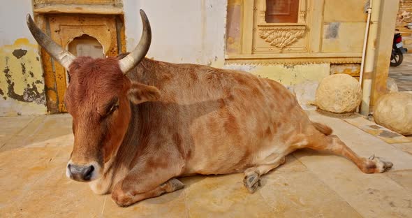Holy Animal Carefree Indian Cow Lying Resting on the Street of Jaisalmer. Rajasthan, India alt