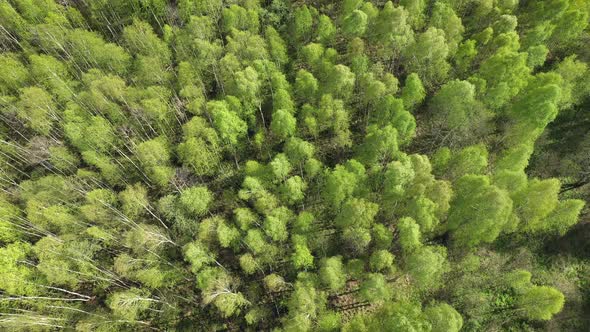 Flying Over Green Forest Landscape and Swaying on Wind Treetops Top View