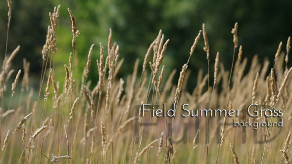 Summer Field Grass alt