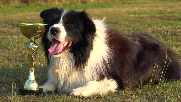 A Border Collie Lies Next To a Golden Trophy in a Meadow in a Forest - Closeup alt