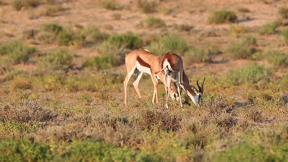 Male Springbok Antelope eating on Kalahari face very brief challenge alt
