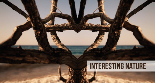 INTERESTING NATURE