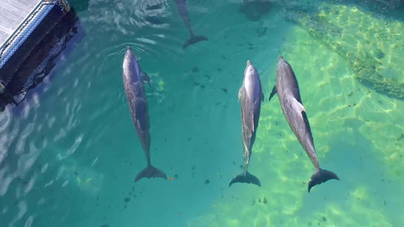 Dolphins kept in enclosed marine pen, Dolphin Island Park, Punta Cana; aerial alt