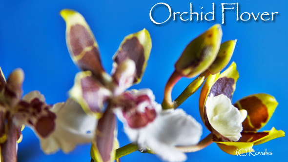 Opening Orchid Flower 