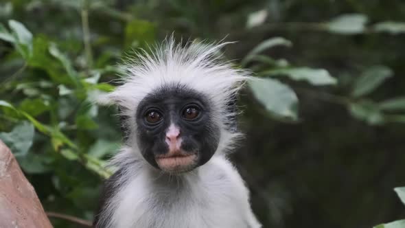 Red Colobus Monkey Sitting on Branch in Jozani Tropical Forest Zanzibar Africa alt