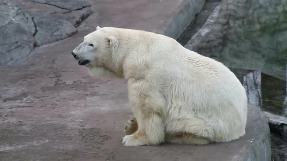 Polar Bear Sits and Gets Bored After Sleeping