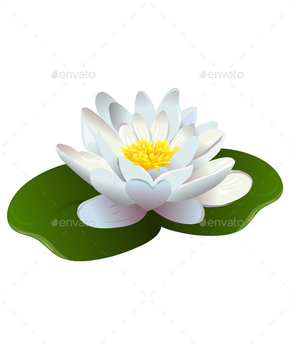 Lotus Flower - Flowers & Plants Nature