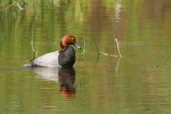 Redhead duck near Hauser Lake.
