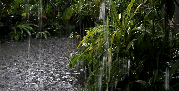 Raining in the Backyard 1, Stock Footage | VideoHive