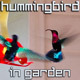 Hummingbird in Tropical Garden - VideoHive Item for Sale