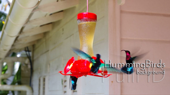 Hummingbird in Tropical Garden alt