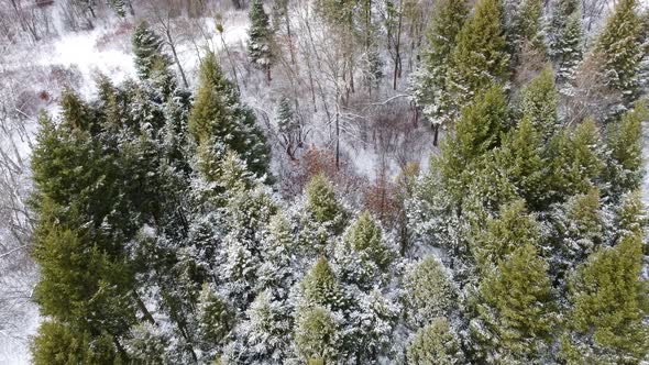 Evergreen pine tree branches, winter aerial view