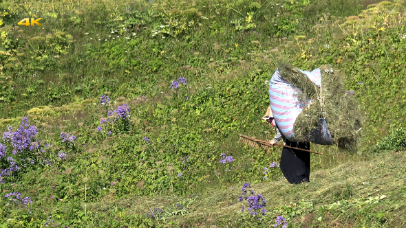 Peasant Women Working in the Fields 3 alt