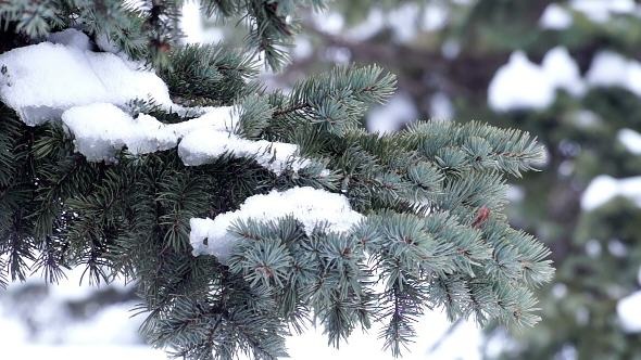Fur-Tree Branch with Snow alt