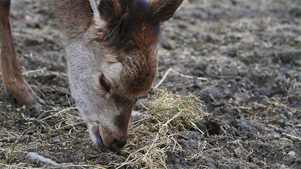Small Roe Deer Eating Grass