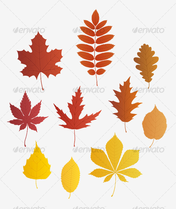 Autumn leaves - vector - Flowers & Plants Nature