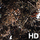 Large Cluster of Migrating Monarch Butterflies - VideoHive Item for Sale