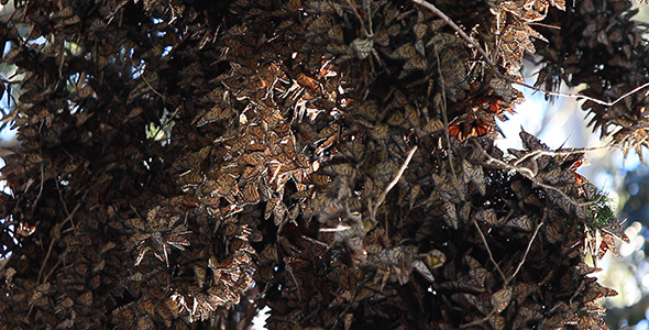 Large Cluster of Migrating Monarch Butterflies