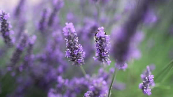 Flying Bumblebee Gathering Pollen From Lavender Blossoms alt