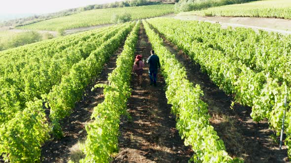 Aerial Footage of Caucasian Couple Walking in Vineyard alt