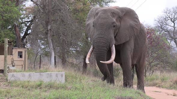Elephant bull with large tusks grazes next to small cabin in village alt