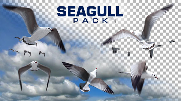 Seagull Pack 1