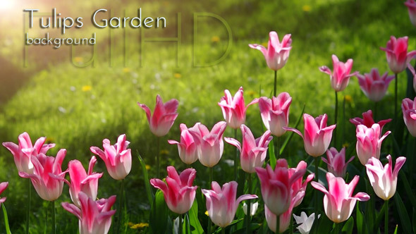 Flowers in Spring Garden alt