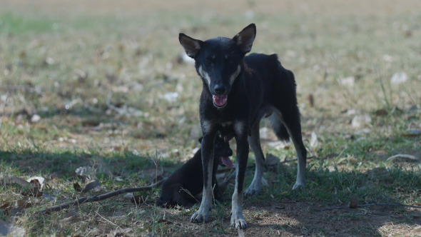 Puppy And Dog Mother alt