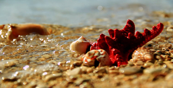 Still Life on the Beach alt