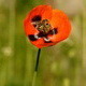 Bee on Poppy 03 - VideoHive Item for Sale