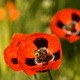 Bee on Poppy 04 - VideoHive Item for Sale