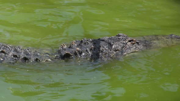 Crocodile Half Submerged in the River alt