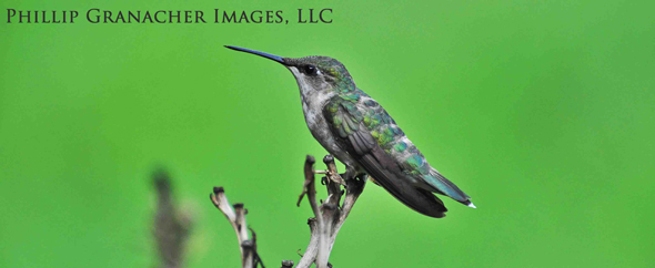 Resting hummingbird