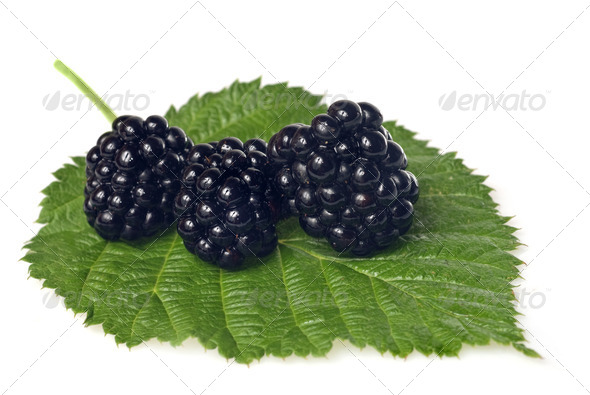 blackberry on green leaf isolated on white - Stock Photo - Images
