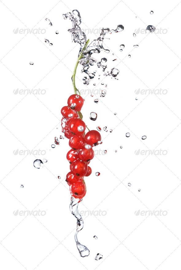 redcurrant and water drops isolated on white - Stock Photo - Images