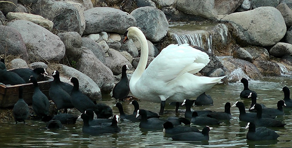 Swan and Waterbirds on the Lake